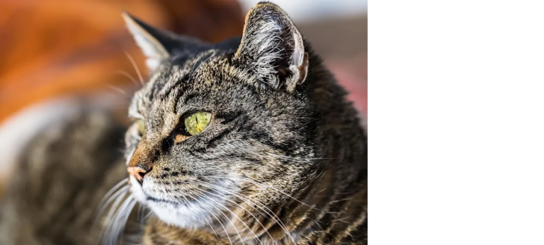 Knoten bei Katzen: Was tun, wenn Sie eine Schwellung entdecken?