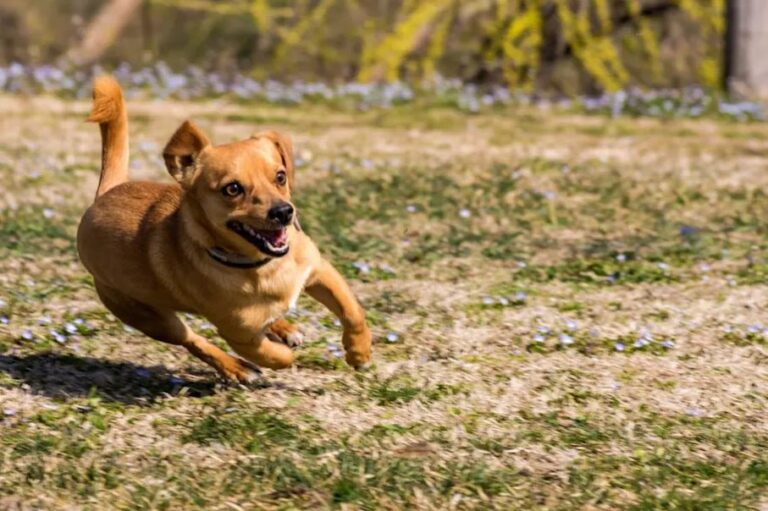 Kreuzbandoperation beim Hund: Ablauf und Kosten