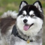 POMSKY