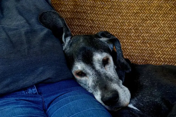 Alles Wissenswerte über Pankreatitis bei Hunden