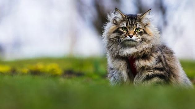 Sibirische Katze