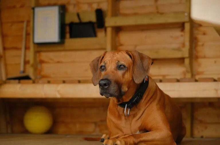 Vorhautentzündung bei Hunden erkennen und behandeln