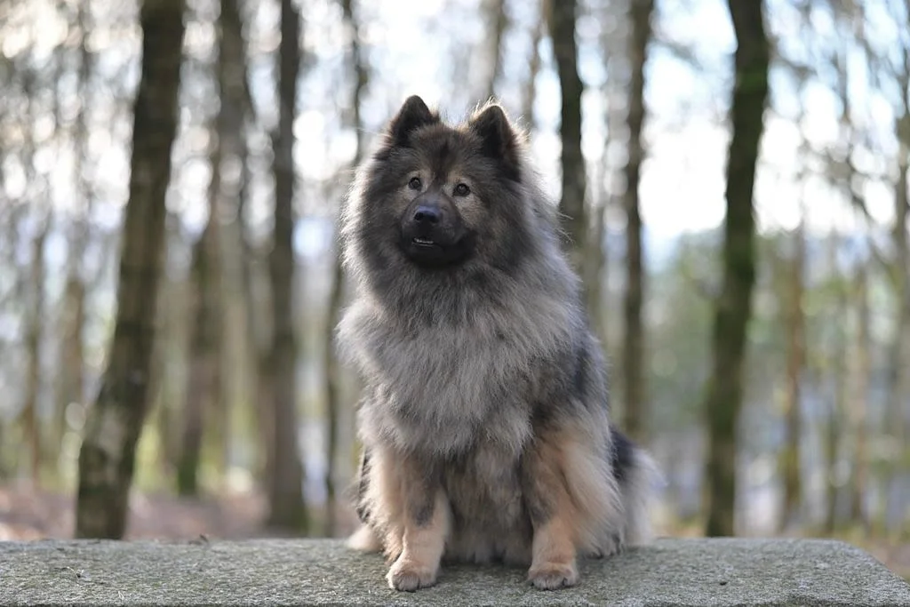 chien eurasier balano posthite 1