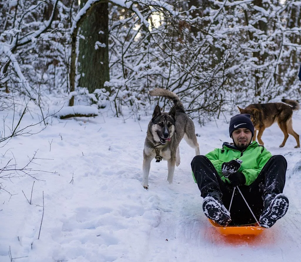 chien luge 1