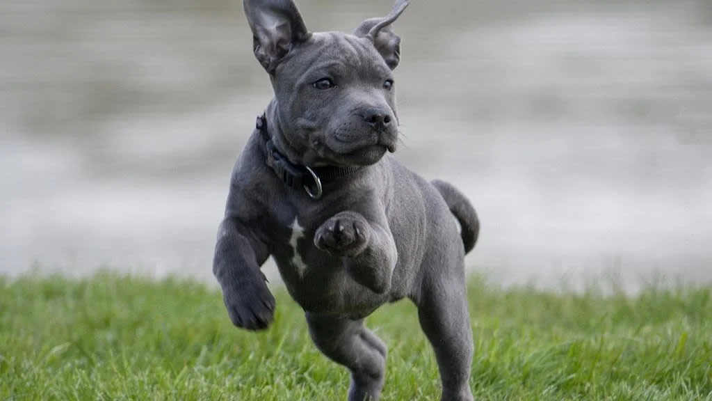 chiot staffie balano posthite 2