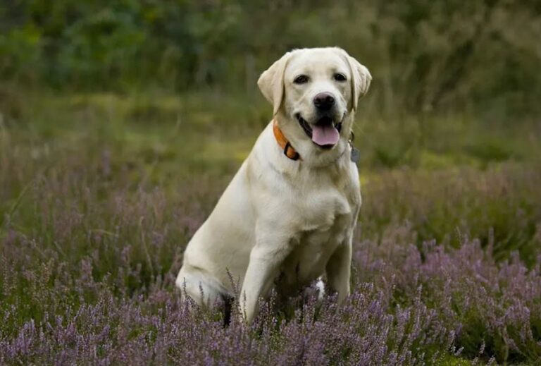 Blähungen bei Hunden: Fragen und Antworten