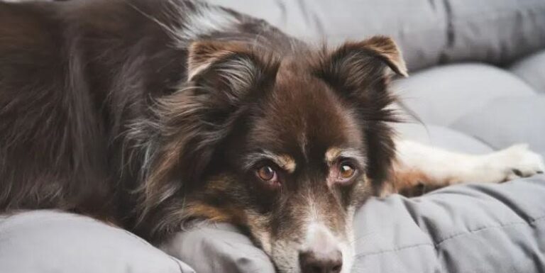 Gastritis bei Hunden erkennen