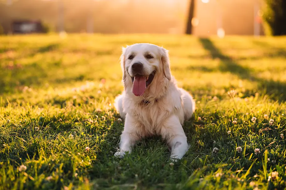 golden_retriever