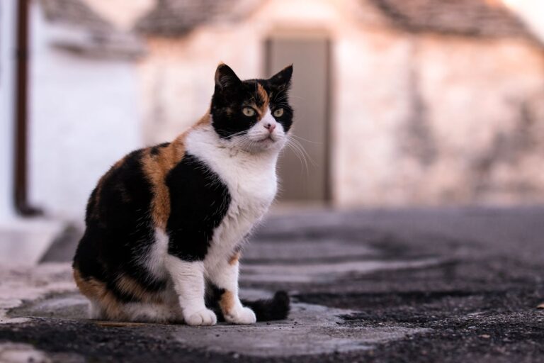 Glückskatze: dreifarbige Katze