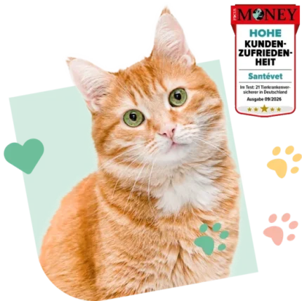 Cat Visual Green Fused