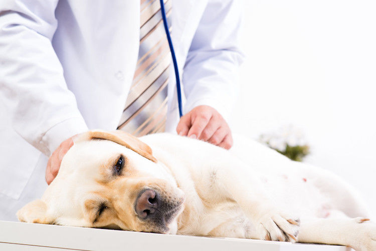 Analfisteln bei Hunden: Ursachen, Diagnose und moderne Behandlungsmöglichkeiten