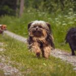 Auch ruhige Hunde benötigen Auslauf