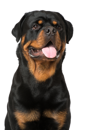 Rottweiler E22b1d5f F922 4b02 8174 E4fa124becc6