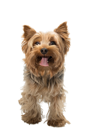 Yorkshire Terrier 02614d37 0959 4591 Afe3 9ef4cba3b187