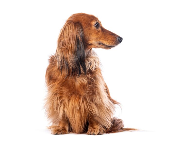 Analdrüsen beim Hund: Wann müssen sie entleert werden?