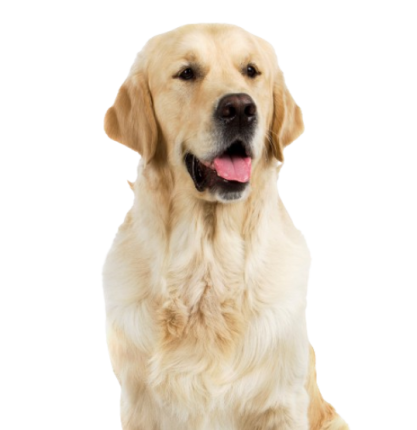 Assurance Golden