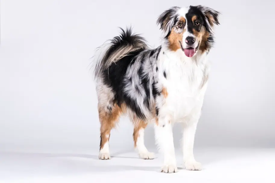 Australianshepherd 84