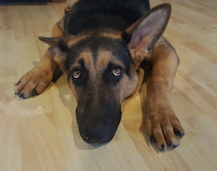 Milztumor beim Hund: Symptome, Diagnose, Prognose und Behandlung