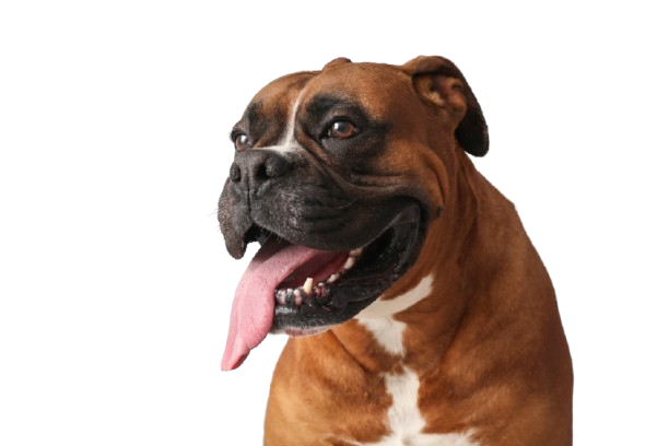 Boxer Photo 3 Removebg Preview 1 Removebg Preview