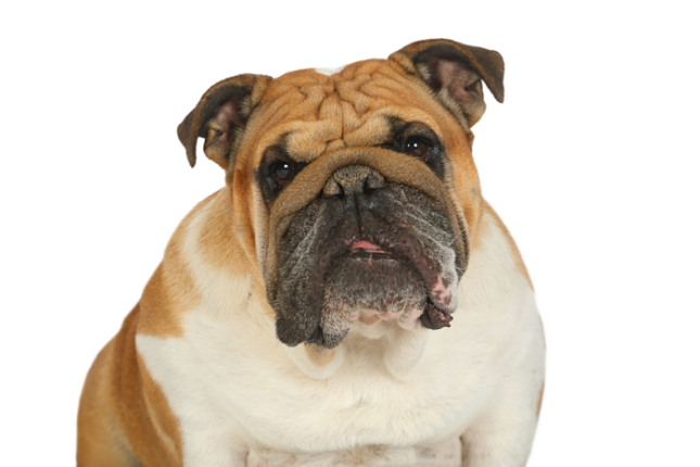 Bulldog Anglais 83cb956c 132d 42be A253 7043d42d4bb7