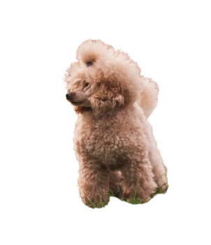 Caniche Puppy 161447409 L Removebg Preview