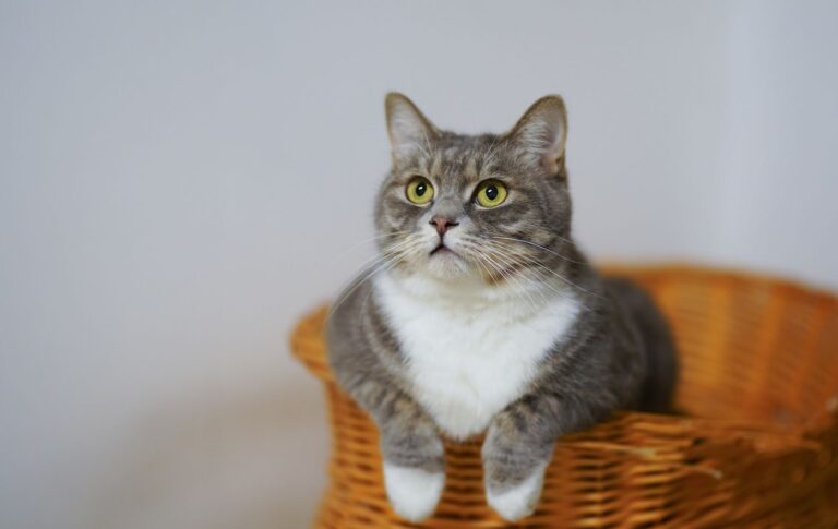 Hilfe, meine Katze ist schwanger – was nun?