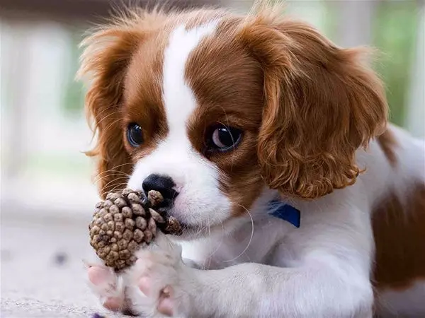 Vorbeugung beim Hund