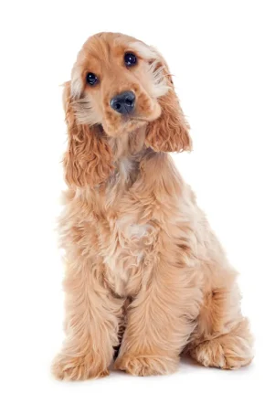 Cocker Anglais Assurance Chien