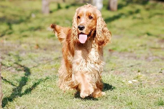 Cockerspaniel 60