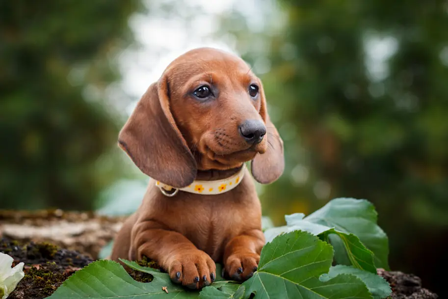 Hunde Rasseportraits