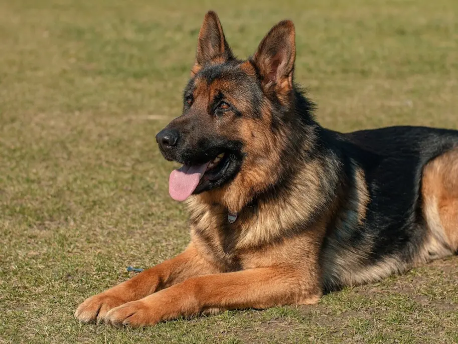 Deutscherschaferhund 4