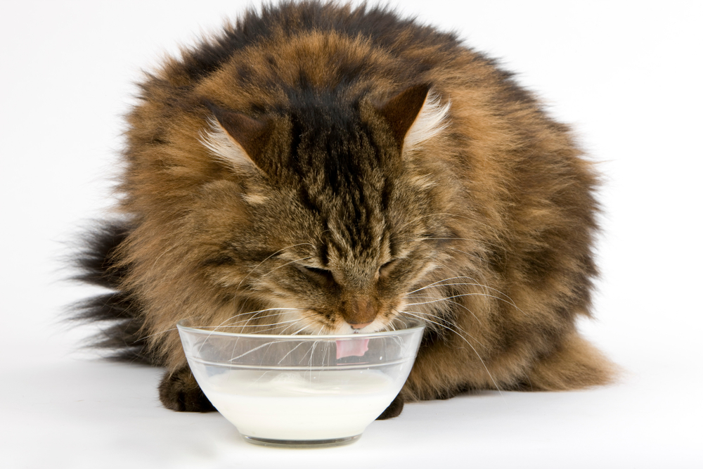Giftige Lebensmittel für Katzen – was Halter unbedingt wissen sollten