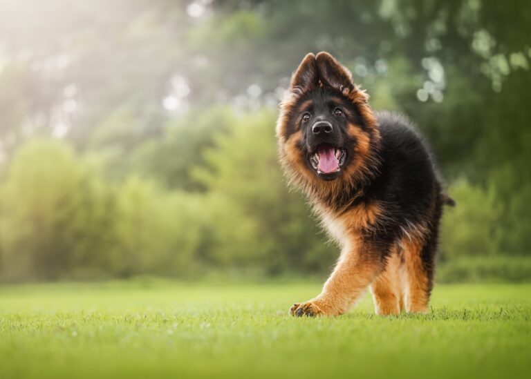 Hämangiosarkom beim Hund – ein aggressiver Tumor