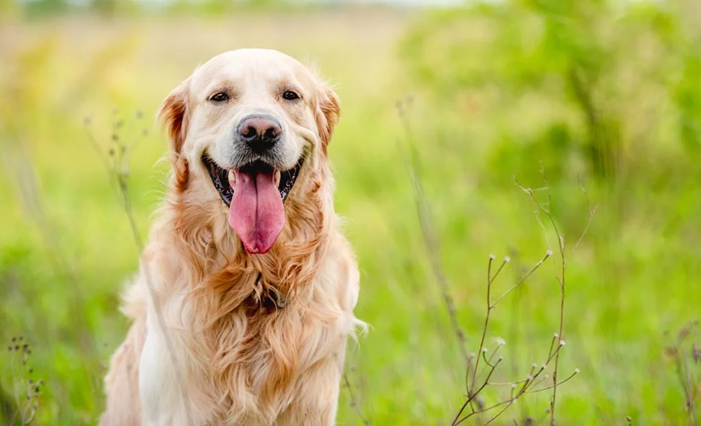 Junge Tiere sind selten betroffen