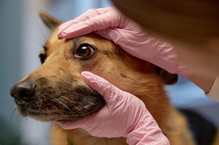 Hornhautgeschwür beim Hund: Symptome, Ursachen und Behandlung