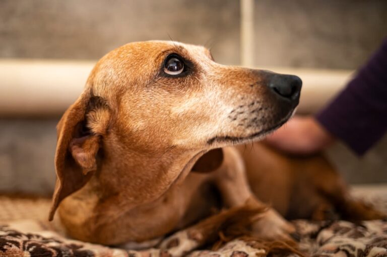 Schlaganfall beim Hund: Symptome erkennen, Ursachen, Behandlung und Prognose