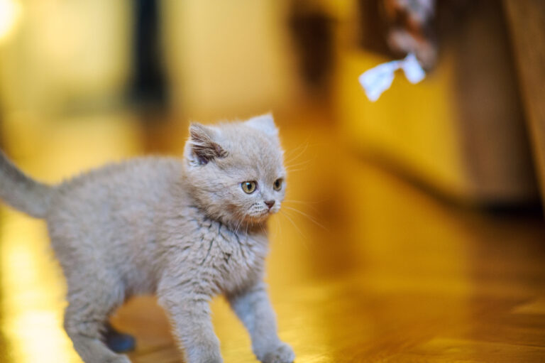 Meine Katze wird immer dünner – wann sollte ich zum Tierarzt gehen?