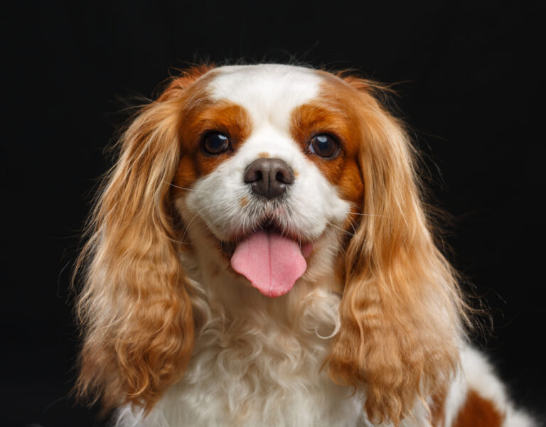 Lungenödem beim Hund: Symptome, Ursachen und Behandlung
