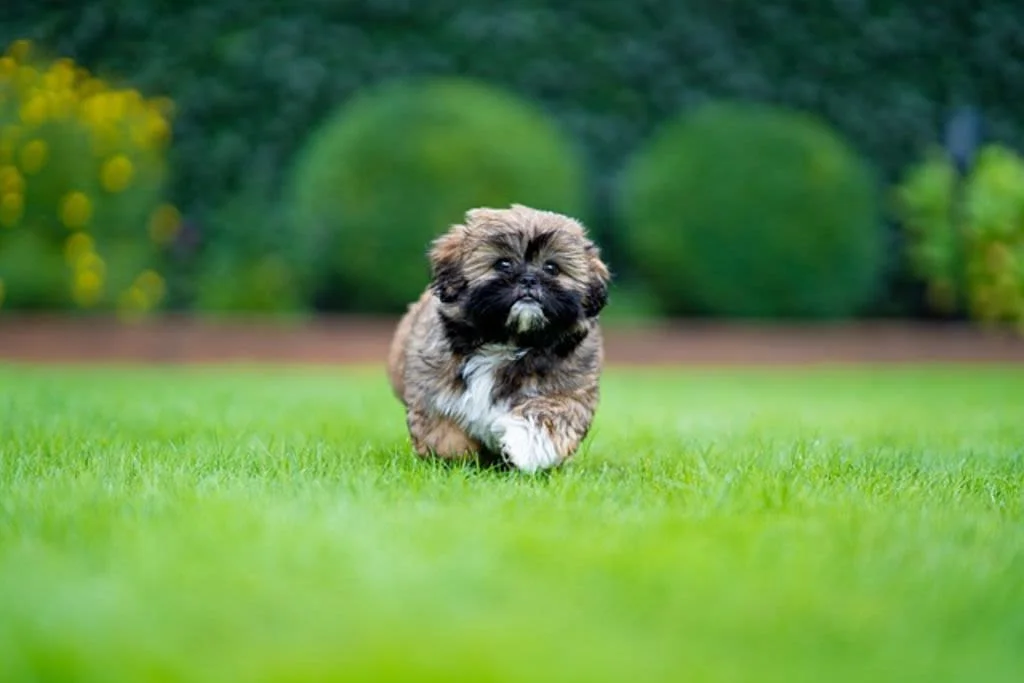 Der Shi Tzu ist sehr ausgeglichen