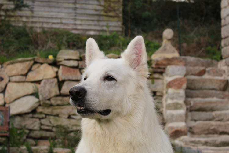 Weißer Schweizer Schäferhund