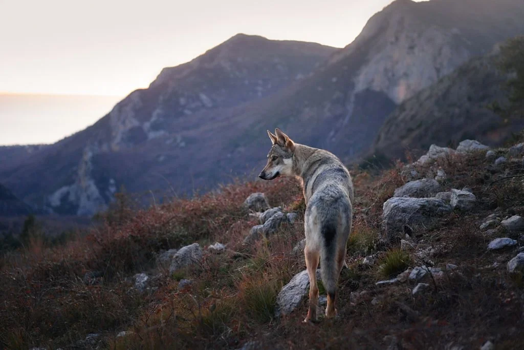 Tschechoslowakische Wolfshunde sind gelehrig