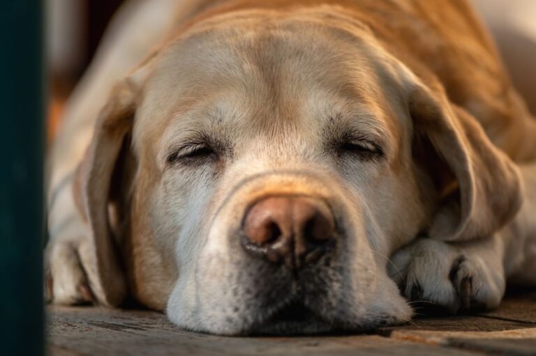 Krebs bei Hunden: So erkennen Sie Melanome und andere bösartige Tumoren 