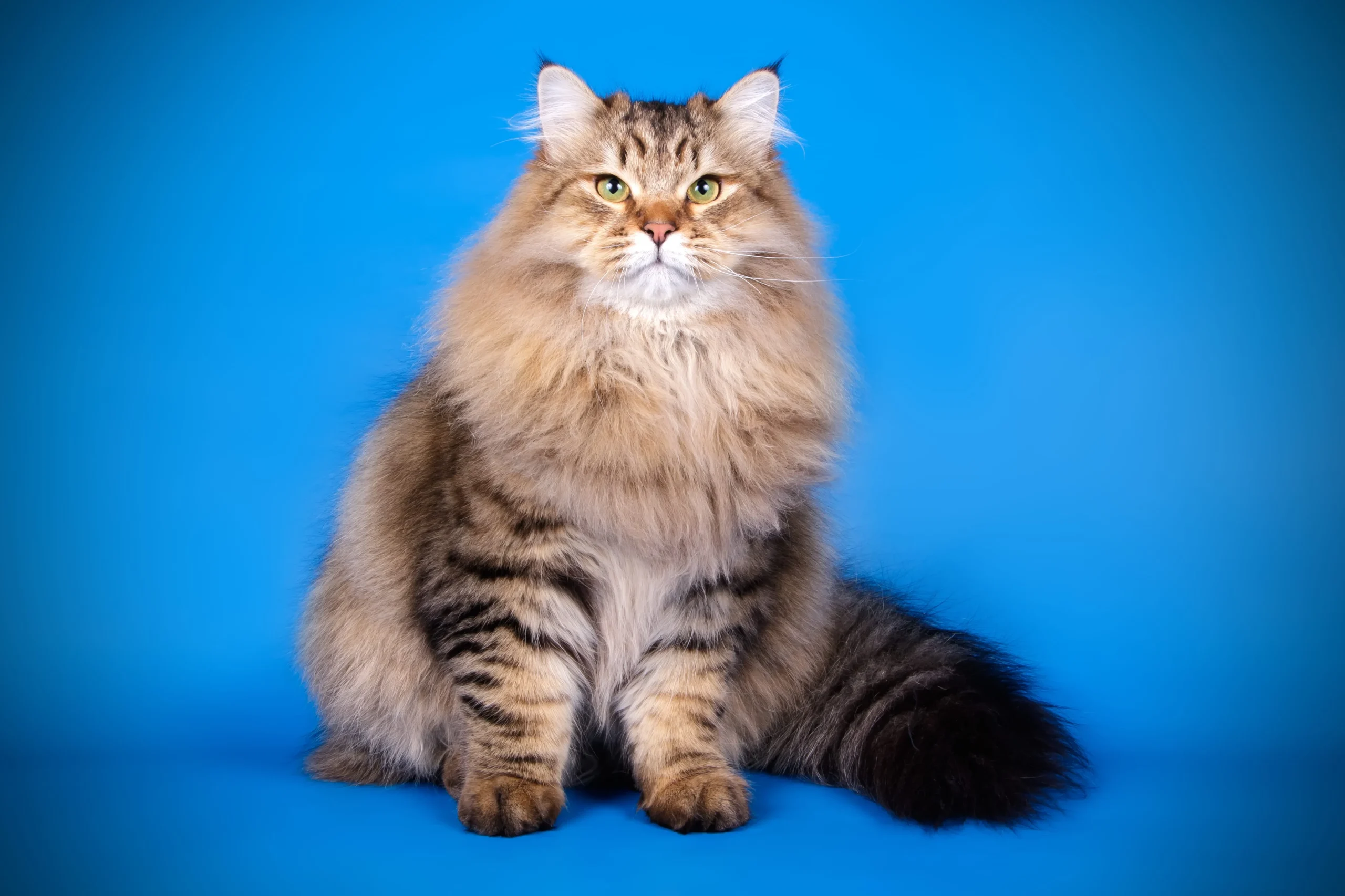 Sibirische Katze