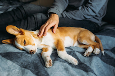 Hirnhautentzündung beim Hund: Symptome, Behandlung & Kosten