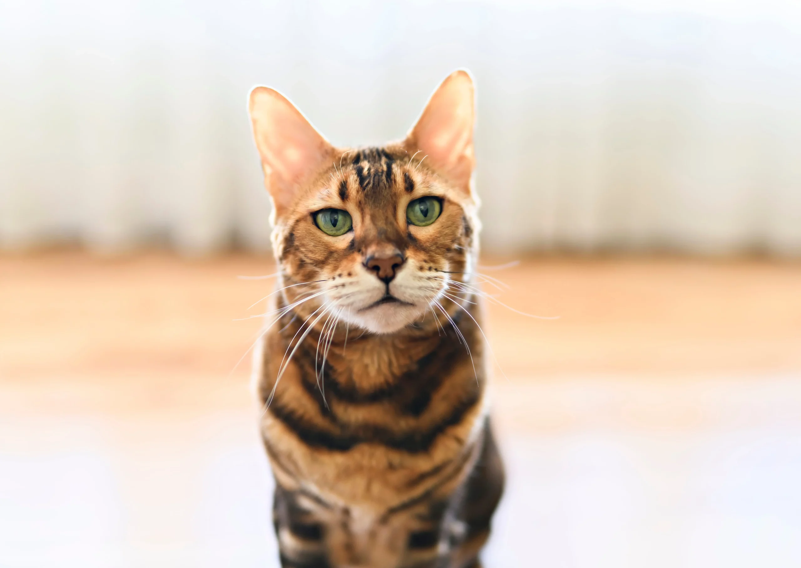 Bengalkatze