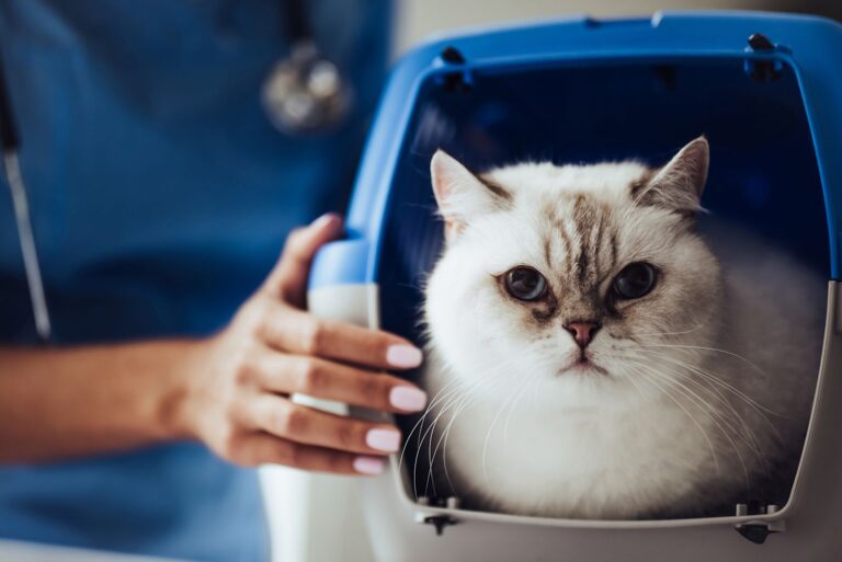 Narkose bei Katzen: Ablauf, Risiken, Kosten und wichtige Tipps für Halter