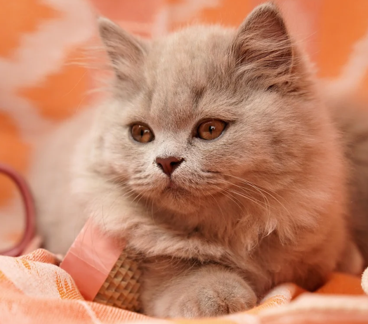 Britisch-Langhaar-Katzen: Charakter, Haltung, Pflege und Kosten