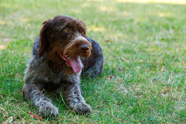 Korthals Griffon (Rauhaariger Vorstehhund)