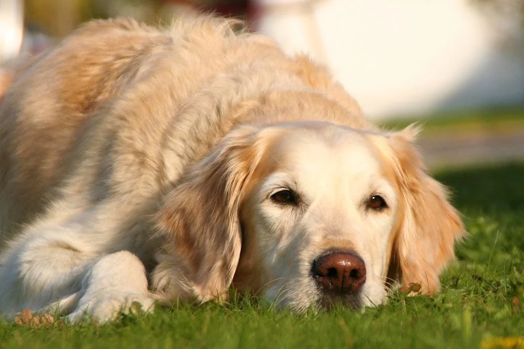 Paarung: Der Deckakt beim Hund