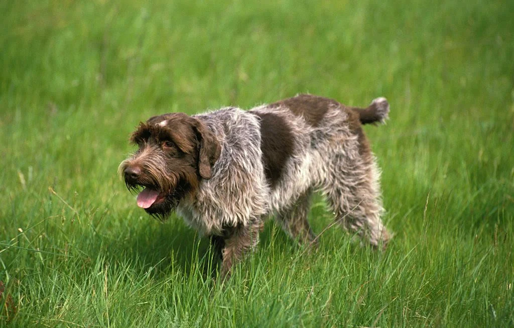 Griffon pirscht sich an
